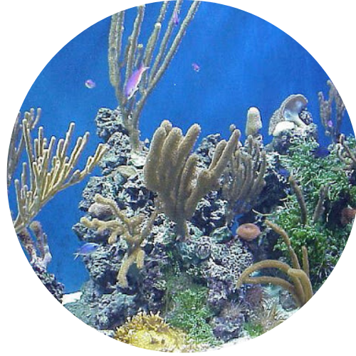 Colorful Aquarium for sale