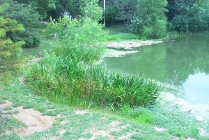 Pond in St. Louis treated by Aqua Marine