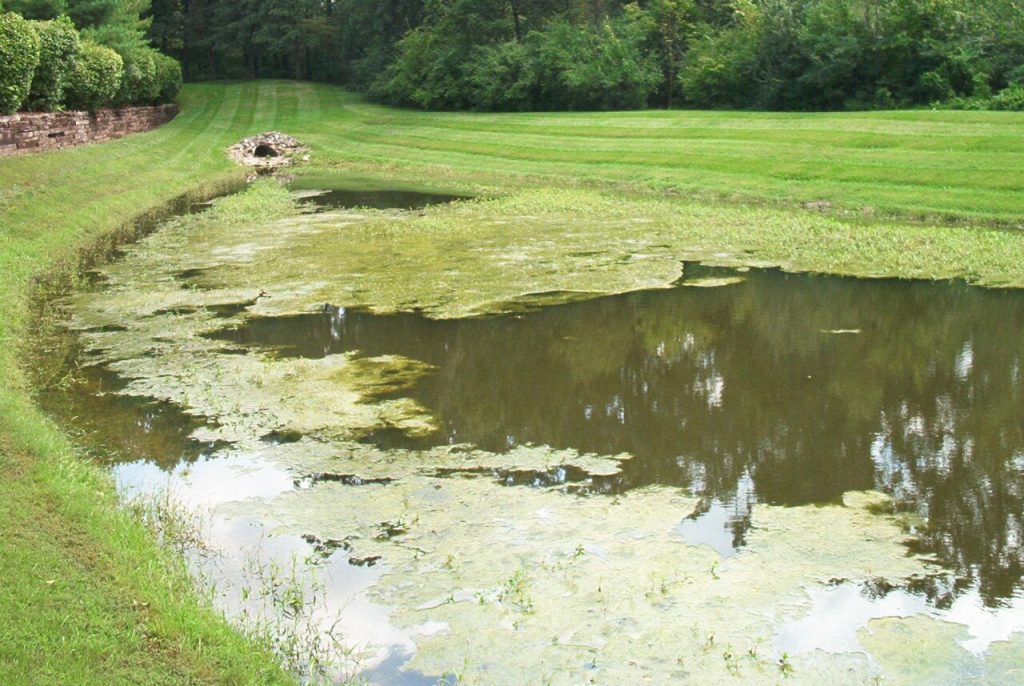 Pond with excessive algae and surface vegetation