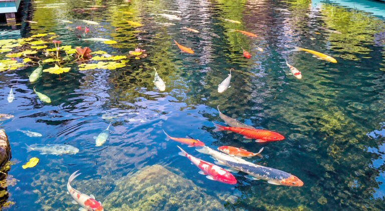 koi-rt